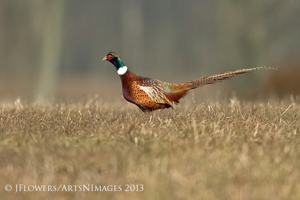 Ring-necked Pheasant, Freedom Township Grasslands, Adams County, Pennsylvania