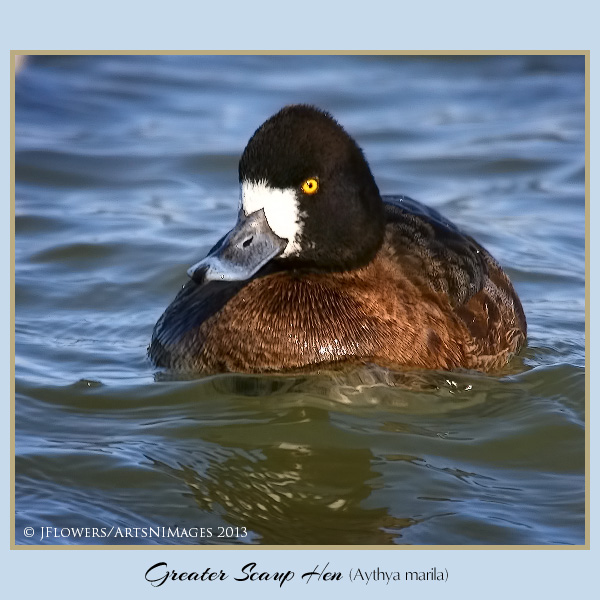 greater scaup h1